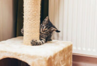 Proteger sofa De Gato Irdz 5 Trucos Para Que El Gato No AraÃ E Los Muebles Eroski Consumer